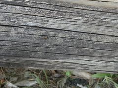 Polyrhachis semiaurata