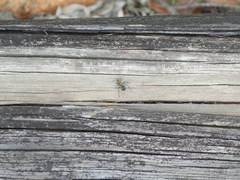 Polyrhachis semiaurata