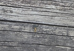 Polyrhachis semiaurata