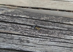 Polyrhachis semiaurata