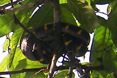 Boiga melanota
