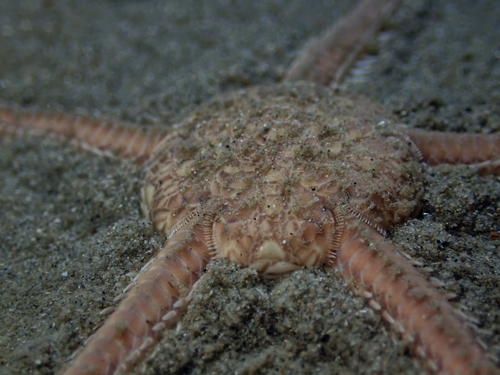 Serpent Star, photo 8 of 8