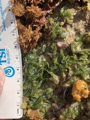 Microdictyon setchellianum