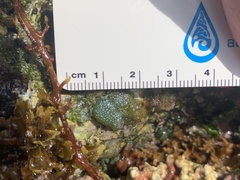 Dictyosphaeria versluysii