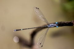 Lestes praemorsus decipiens