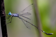 Lestes praemorsus decipiens