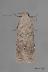 Anacampsis comparanda