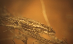 Bradypodion occidentale