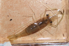 Macrobrachium acanthurus