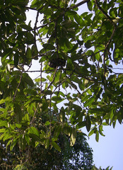 Boiga melanota