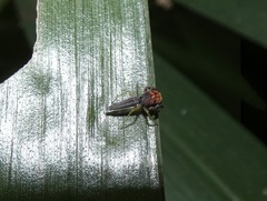 Ceriomura
