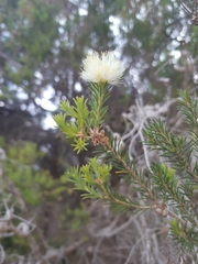 Melaleuca systena
