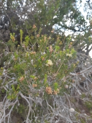 Melaleuca systena
