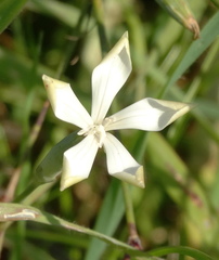 Dianthus monadelphus