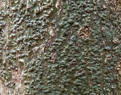 Pyrenula leucostoma