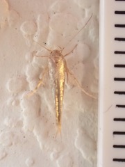 Stathmopoda horticola