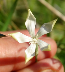 Dianthus monadelphus