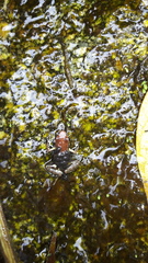 Epipedobates boulengeri