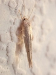 Stathmopoda horticola