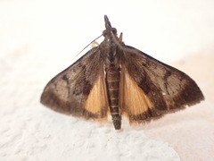 Uresiphita maorialis