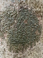 Pyrenula leucostoma