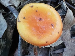 Austroboletus mutabilis