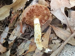 Austroboletus mutabilis