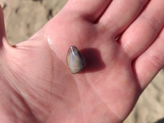 Donax punctatostriatus