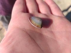 Donax punctatostriatus