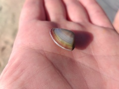 Donax punctatostriatus