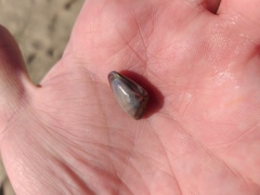 Donax punctatostriatus