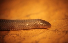 Atractaspis bibronii