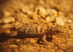Pachydactylus weberi