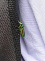 Chrysochroa fulgidissima