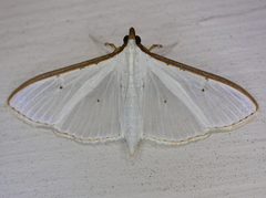 Palpita austrounionalis