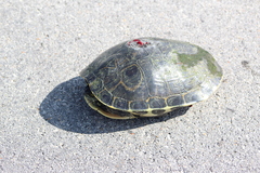 Trachemys venusta iversoni