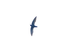 Silver-Rumped Spinetail photo 4