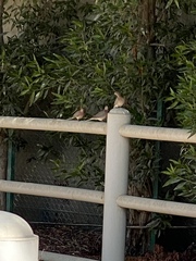 Streptopelia senegalensis