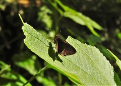 Morys micythus