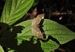 Xenophanes tryxus