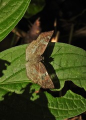 Xenophanes tryxus