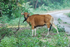 Bos javanicus