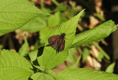Hesperiinae