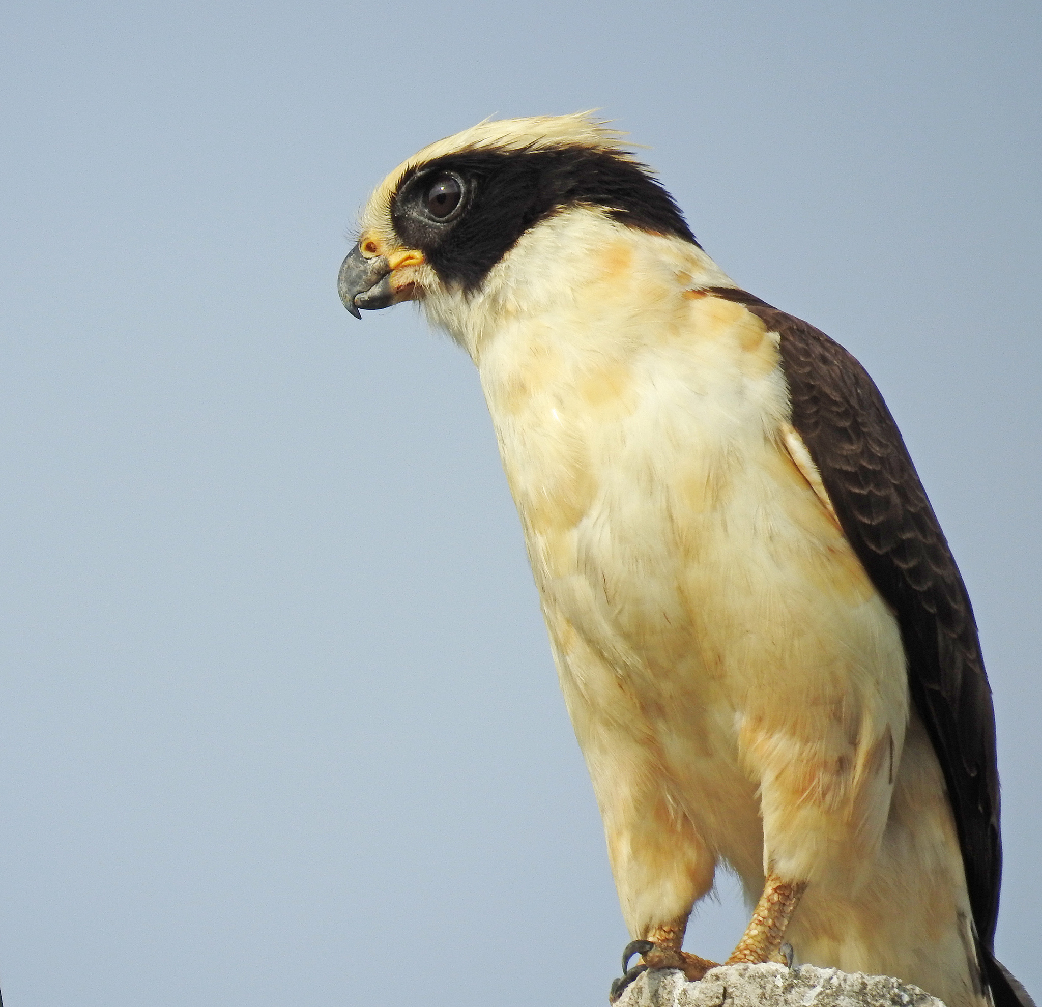 Laughing Falcon (Herpetotheres cachinnans) · iNaturalist