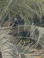Corvus splendens
