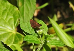 Cobalopsis miaba