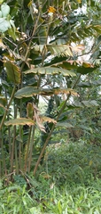Alpinia carolinensis