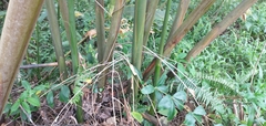 Alpinia carolinensis