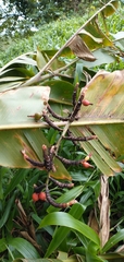 Alpinia carolinensis