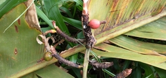 Alpinia carolinensis